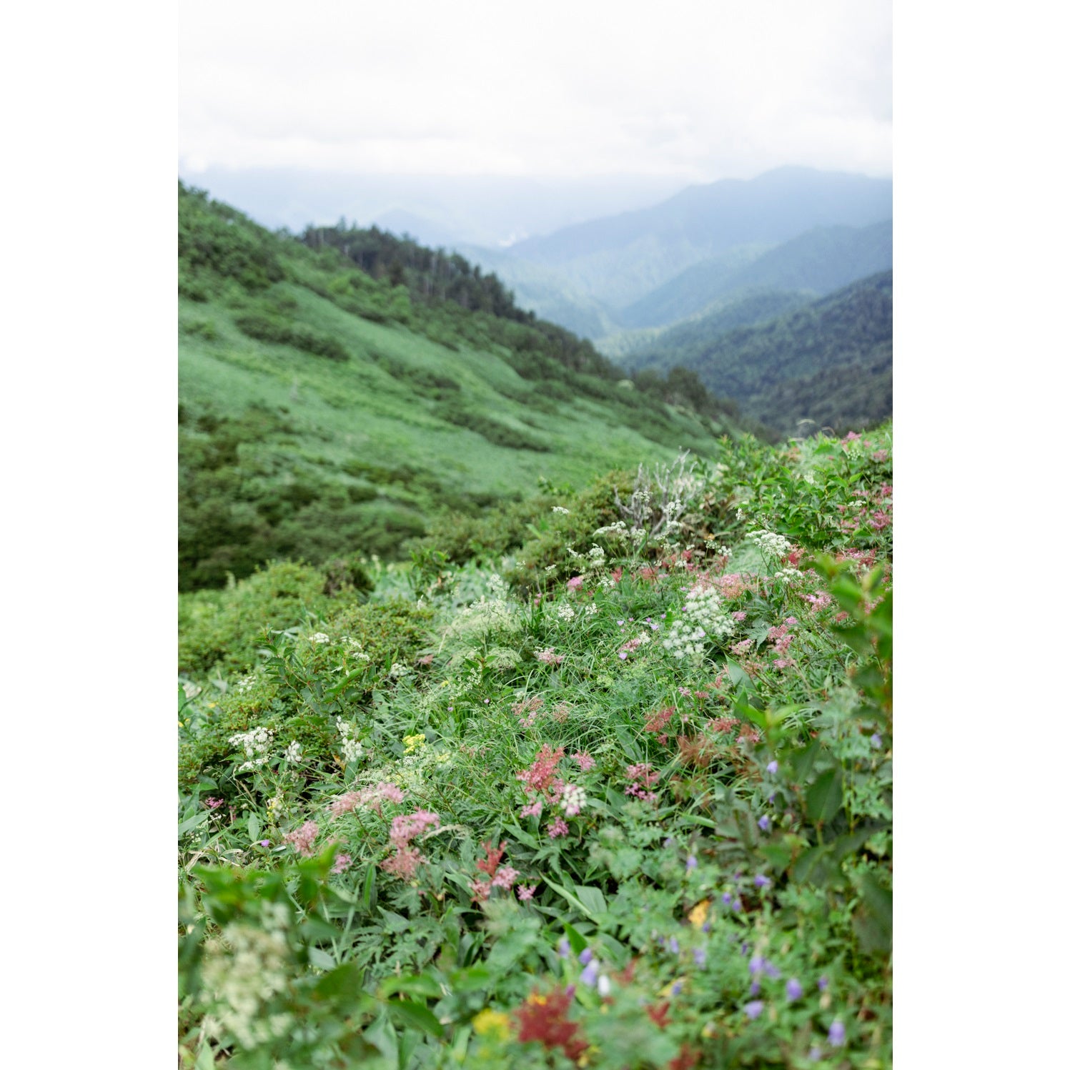 ［ランドネ×高山植物図鑑×KINTO］mountainflower vase 花図鑑のウォーターボトル